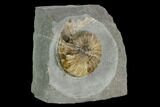 2.4" Agatized Asteroceras Ammonite Fossil - England - #130212-2